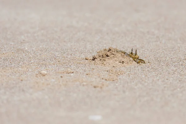 Krabí Duch Pláži Ras Jinz Sultán Ománu — Stock fotografie