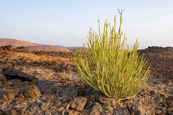 Euphorbia Euphorbia Larica Sultanate Oman — Stock Photo, Image