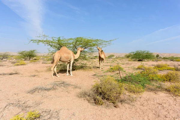 Wielbłądy Lesie Acacia Sułtanat Oman — Zdjęcie stockowe