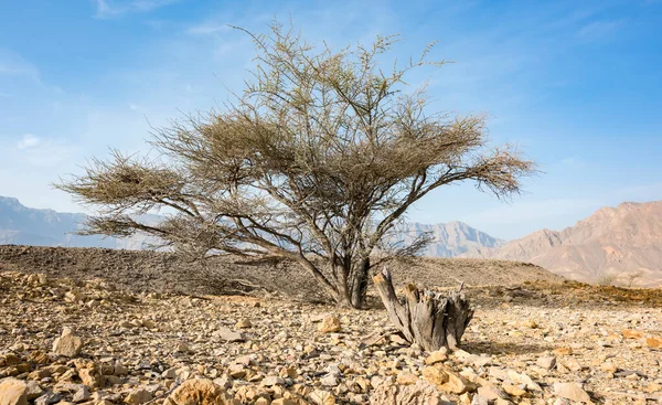 Acacia Tree Arid Desert Area Mounbtains Sultanate — Stock Photo, Image