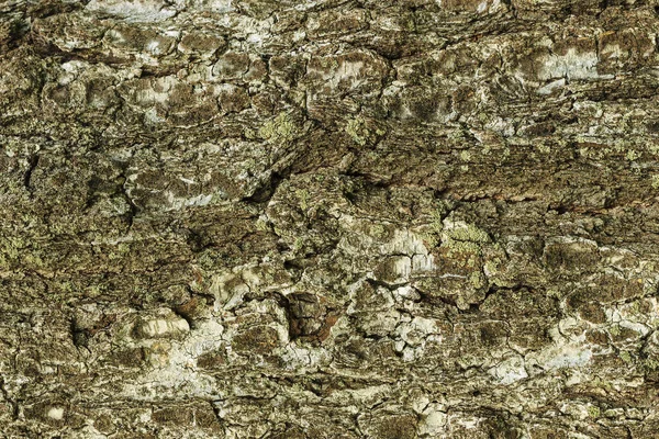 Cenário Criativo Abstrato Casca Árvore Vidoeiro Textura — Fotografia de Stock