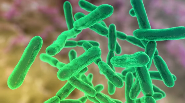 정상적 식물상 박테리아 바이오 박테리아 — 스톡 사진