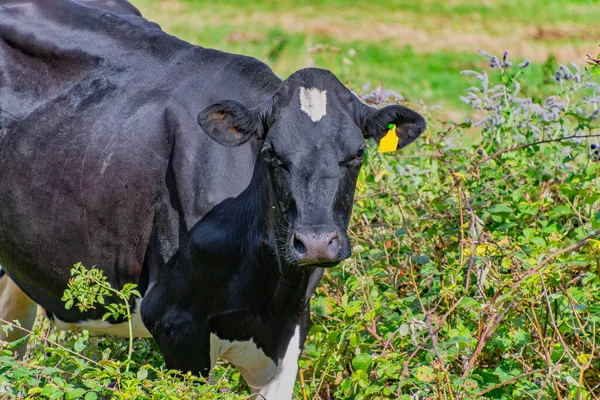 Βρετανικές Αγελάδες Friesian Ένα Χωράφι — Φωτογραφία Αρχείου