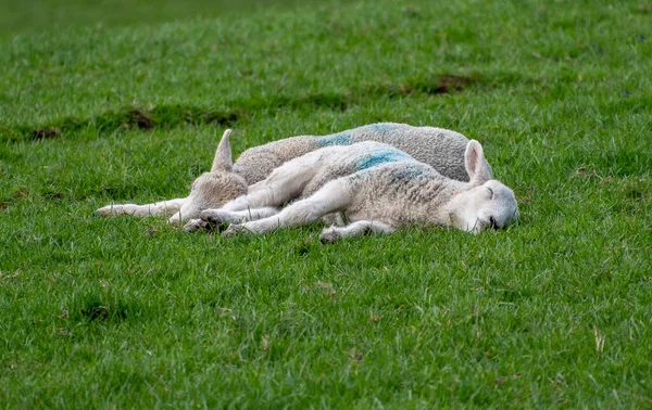 Sleeping Baby Lambs Green Grass — Stock Photo, Image
