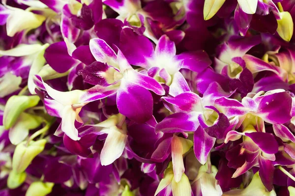 美丽的紫色兰花 紫色花瓣 — 图库照片