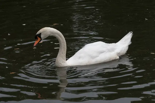 Hermoso Cisne Elegante Lago Tranquilo — Foto de Stock