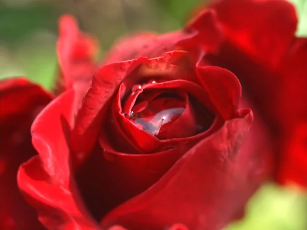 Czerwona Róża Piękne Tło Kwiatowe — Zdjęcie stockowe