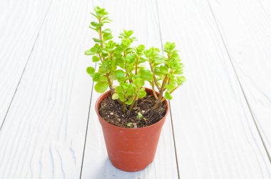 Kalanchoe çiçekli arka plan görüntüsü 