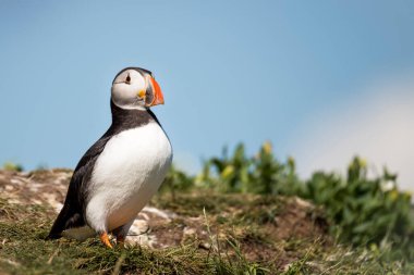 Doğal ortamdaki kuşun yakın görüntüsü