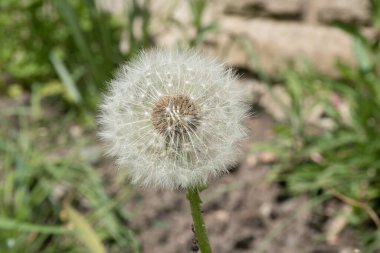 Karahindiba çiçeği yaklaş.