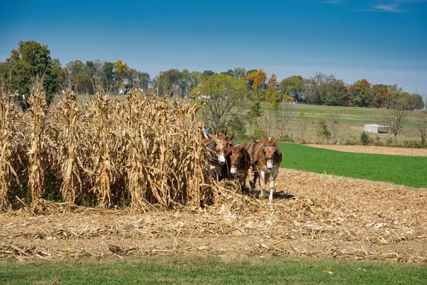 Kukoricaföld Szamarakkal Amint Vonszolják Mezőgazdasági Berendezéseket — Stock Fotó