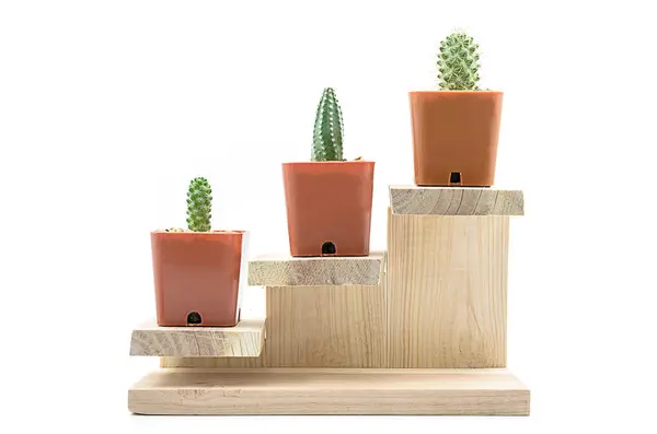 Step Grow Cactus — Stock Photo, Image
