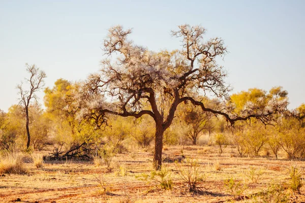 Outback Landschaft Malerische Aussicht — Stockfoto