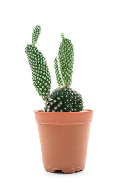 Groene Kleine Cactus Plant Een Bruine Pot Geïsoleerd Wit Kopieerruimte — Stockfoto