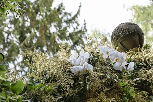 Beyaz Orkideler Çiçek Yaprakları — Stok fotoğraf