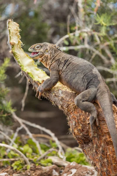Galapagos Land Iguana Mangiando Piante Sull Isola Seymour Settentrionale Isole — Foto Stock