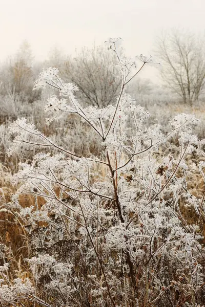 Ветвь Покрыта Морозом — стоковое фото