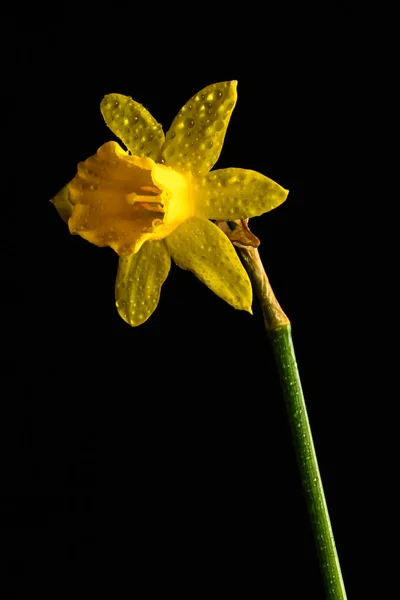 Narcis Květina Pozadí Pohled — Stock fotografie