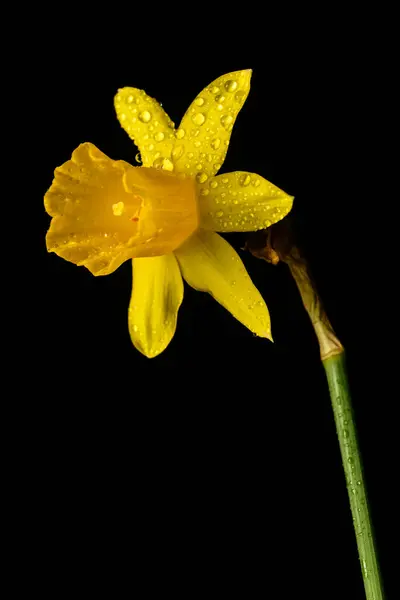 ダフディールの花の背景ビュー — ストック写真