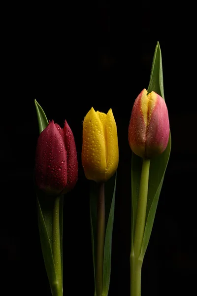 Fleurs Tulipes Sur Fond Noir — Photo