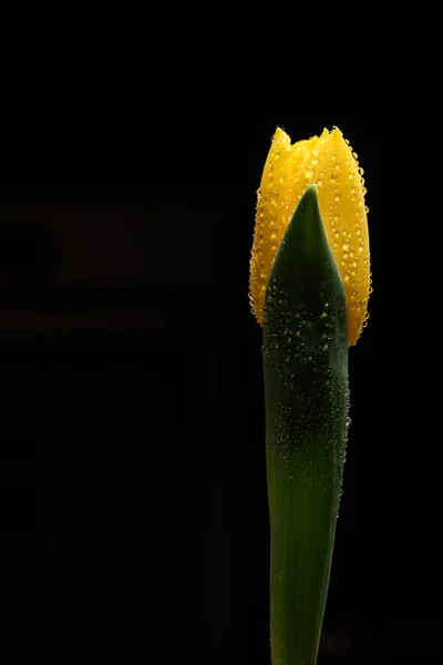 Tulipa Flor Sobre Fundo Preto — Fotografia de Stock