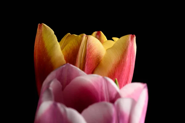 Lale Çiçekleri Siyah Arkaplanda — Stok fotoğraf