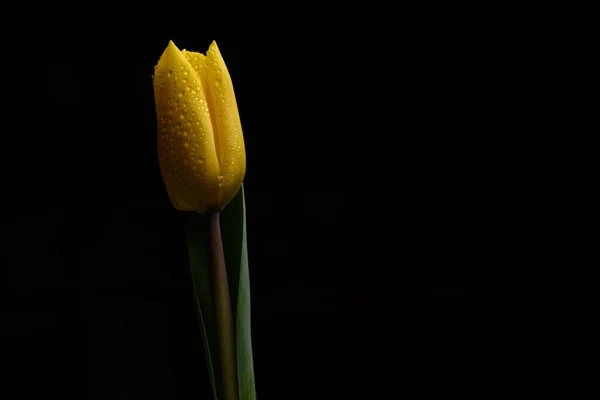 Tulipan Kwiat Czarnym Tle — Zdjęcie stockowe