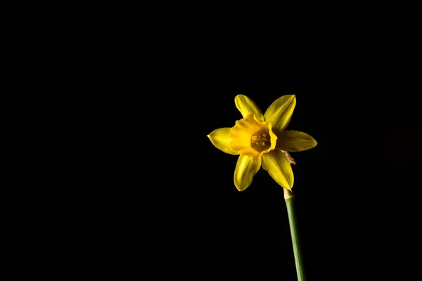 Narciso Fiore Sfondo Vista — Foto Stock