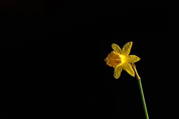 Narzisse Blume Hintergrund Ansicht — Stockfoto