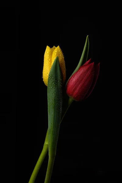Tulpenblumen Auf Schwarzem Hintergrund — Stockfoto