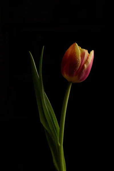 Tulpe Blume Auf Schwarzem Hintergrund — Stockfoto