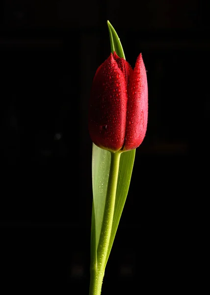 Fleur Tulipe Sur Fond Noir — Photo