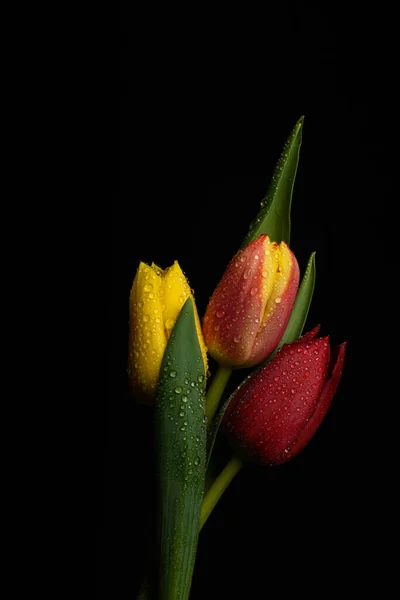 Λουλούδια Τουλίπας Πάνω Από Μαύρο Φόντο — Φωτογραφία Αρχείου