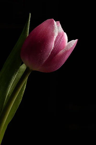 Fleur Tulipe Sur Fond Noir — Photo