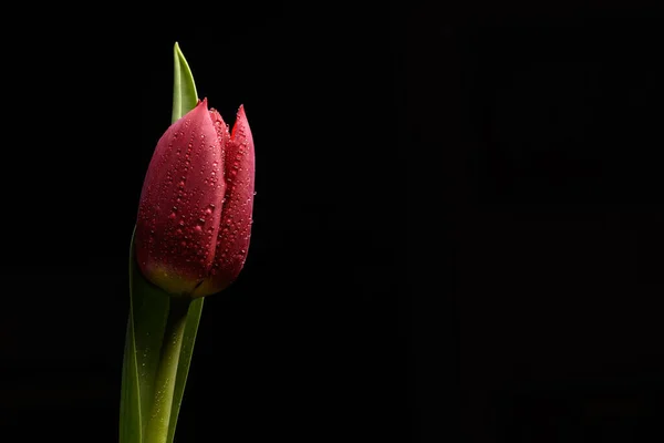 Λουλούδι Τουλίπας Πάνω Από Μαύρο Φόντο — Φωτογραφία Αρχείου
