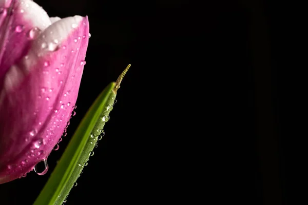 Tulipa Flor Sobre Fundo Preto — Fotografia de Stock