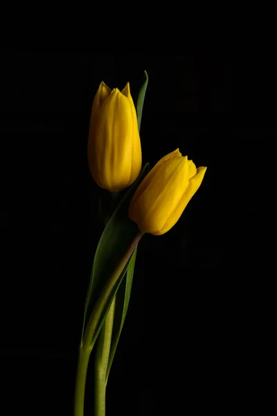Tulipa Flores Sobre Fundo Preto — Fotografia de Stock