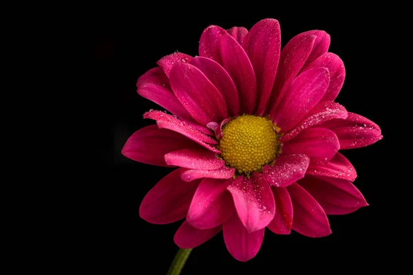 Papatya Çiçeği Yaklaş — Stok fotoğraf
