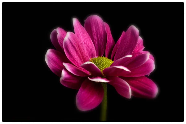 Μαργαρίτα Λουλούδι Κοντά — Φωτογραφία Αρχείου