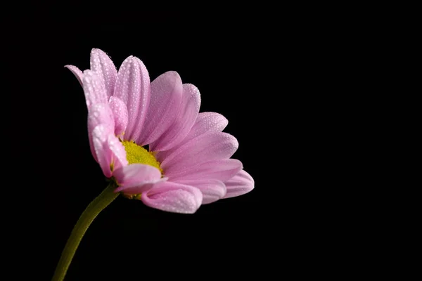 Fleur Marguerite Gros Plan — Photo