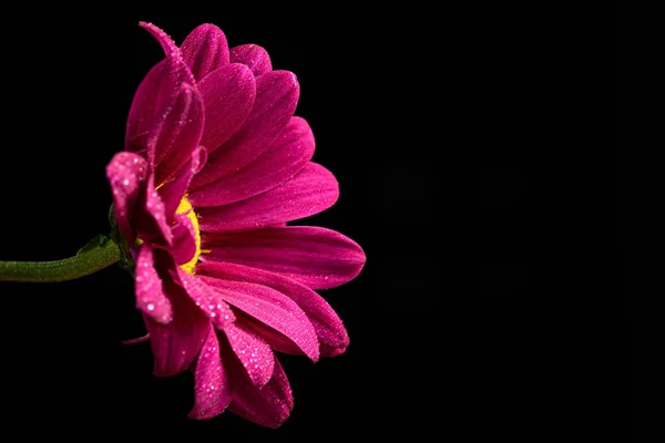 Daisy Flower Close — стоковое фото