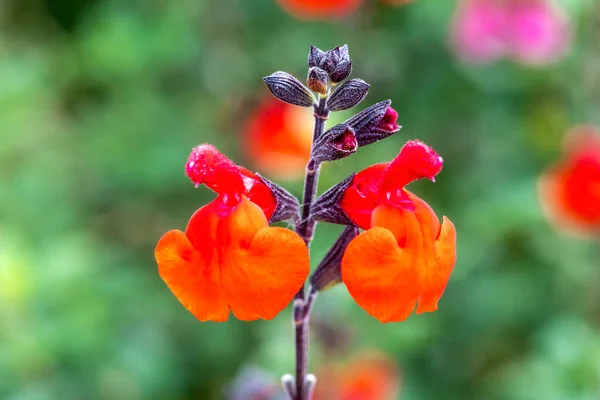 Vackra Blommande Blommor Närbild Visa — Stockfoto