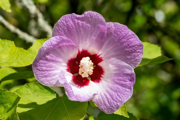 Hibiscus Sinosyriacus Lilac Queen — Foto de Stock