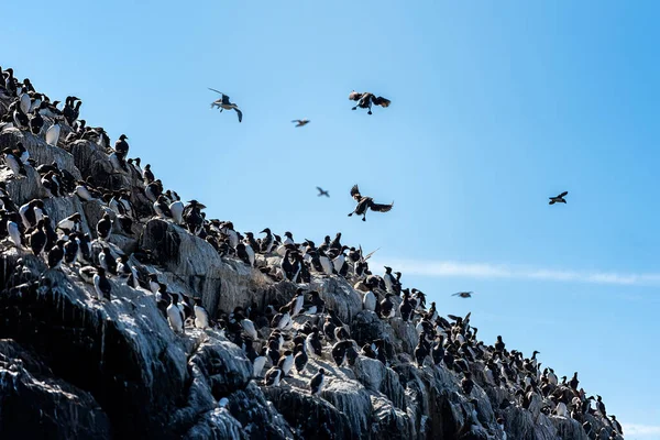 Cormorants kolonisi bir uçurumun yüzünü ele geçiriyor