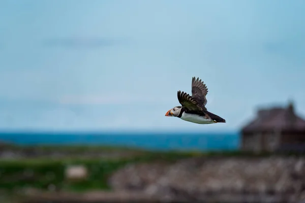 飛行中のパフィン鳥 植物や動物 — ストック写真