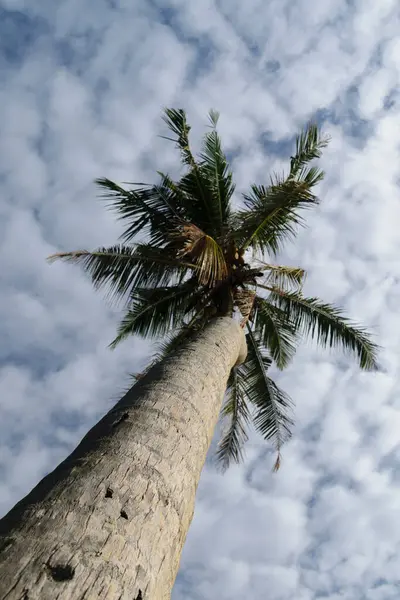 Blick Nach Oben Auf Eine Palme — Stockfoto