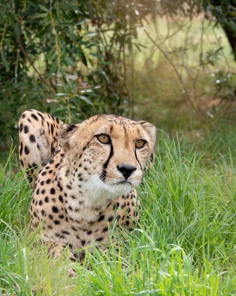 Cheetah Captivity Close — Stock Photo, Image