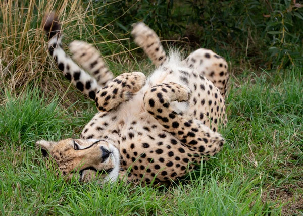 Geparden Gefangenschaft Aus Nächster Nähe — Stockfoto