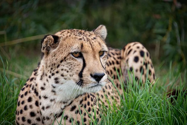 Cheetah Cautiverio Cerca — Foto de Stock