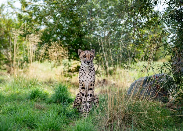 Gepard Niewoli Zbliżenie — Zdjęcie stockowe